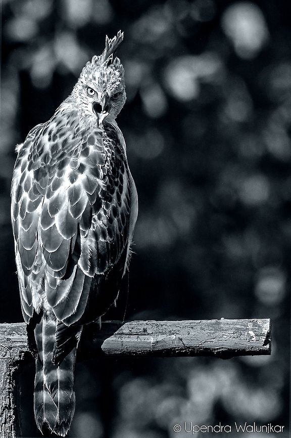 An Attitude  Geotagged,India,Nisaetus cirrhatus,changable hawk eagle