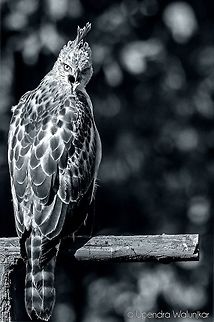An Attitude  Geotagged,India,Nisaetus cirrhatus,changable hawk eagle