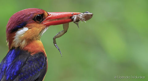 The Oriental Dwarf Kingfisher  Ceyx erithaca,Fall,Geotagged,India,Oriental dwarf kingfisher