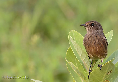 The Pied Bush Chat Female  Fall,Geotagged,India,Pied bush chat,Saxicola caprata