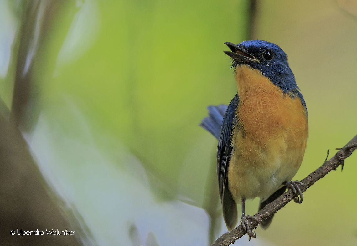 The Tickells Blue Flycatcher  Cyornis tickelliae,Fall,Geotagged,India,Tickells Blue Flycatcher