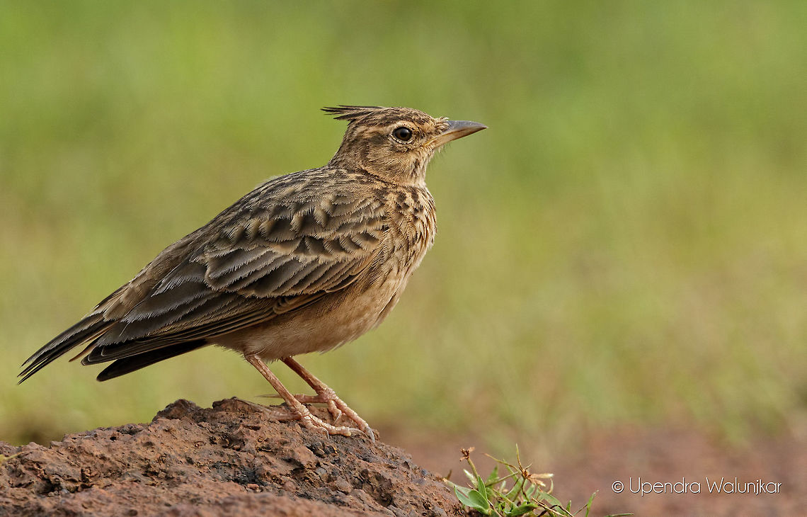 The Malabar Lark  Fall,Galerida malabarica,Geotagged,India,Malabar lark