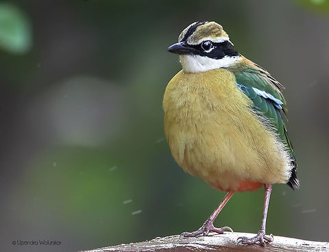 INDIAN PITTA Scientific Name Pitta brachyura  
Marathi नवरंग Geotagged,India,Indian pitta,Pitta brachyura,Spring
