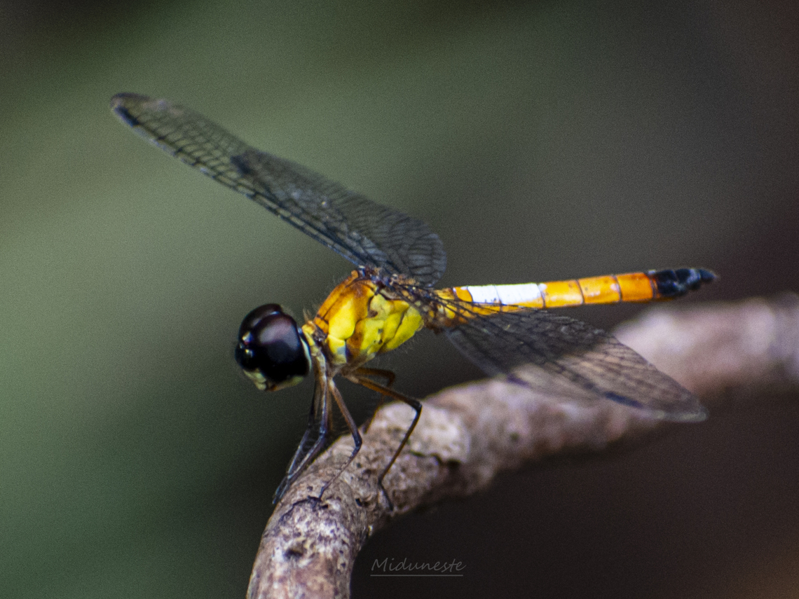 Odonata of Lingga island, Indonesia Found at Lingga island on December 25, year 2022 Brachygonia oculata,Geotagged,Indonesia,Summer