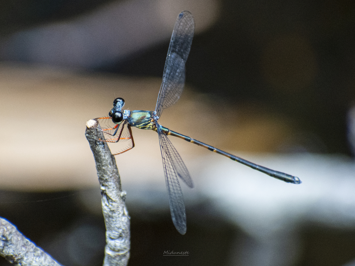 Capung_Lingga_5_des2022  Geotagged,Indonesia,Summer