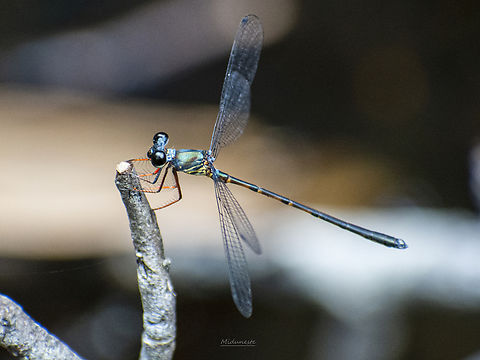 Capung_Lingga_5_des2022  Geotagged,Indonesia,Summer