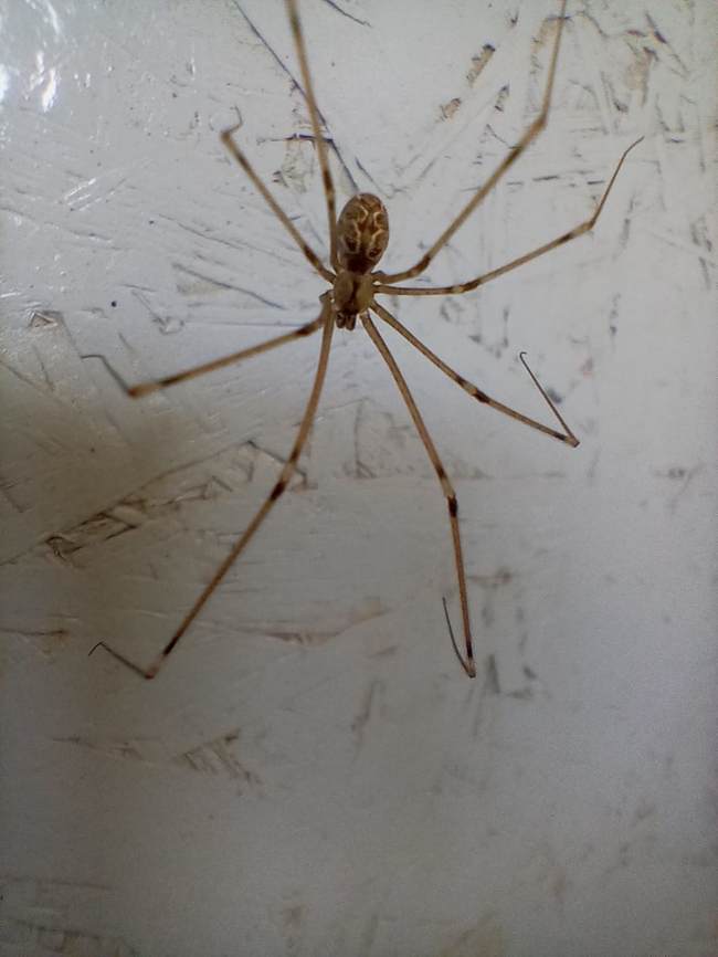 Araña patona  Argentina,Geotagged,Holocnemus pluchei,Marbled cellar spider