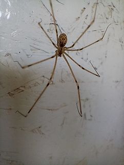 Araña patona  Argentina,Geotagged,Holocnemus pluchei,Marbled cellar spider