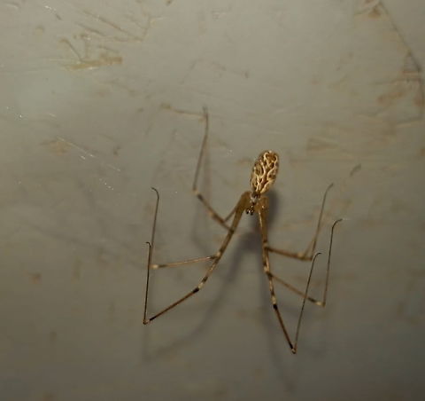 Holocnemus pluchei, Argentina  Argentina,Geotagged,Holocnemus pluchei,Marbled cellar spider