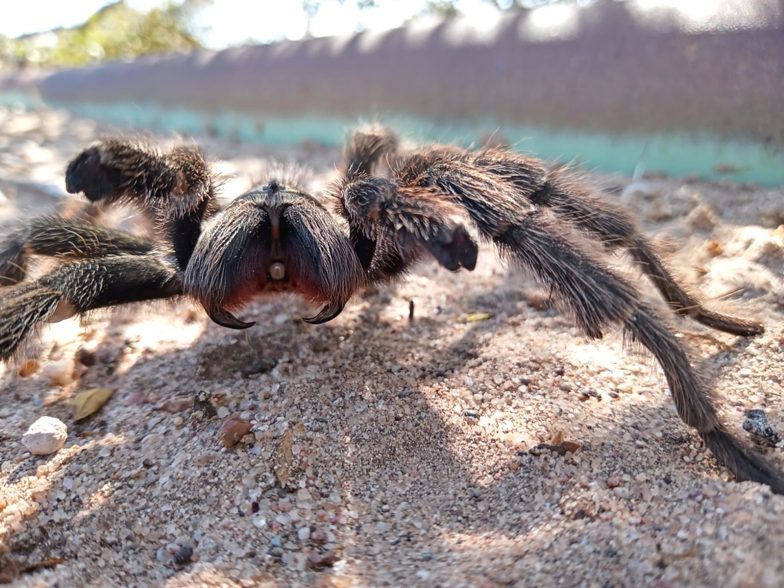 Araña Pollito Patagónica Grammostola doeringi Argentina,Geotagged,Grammostola doeringi
