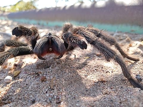 Ara&ntilde;a Pollito Patag&oacute;nica Grammostola doeringi Argentina,Geotagged,Grammostola doeringi