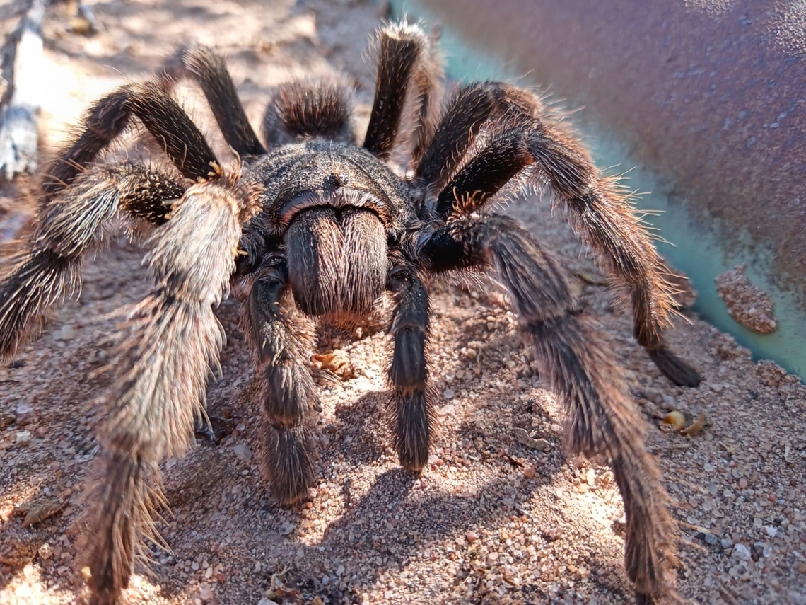 Grammostola doeringi posing, Argentina  Grammostola doeringi