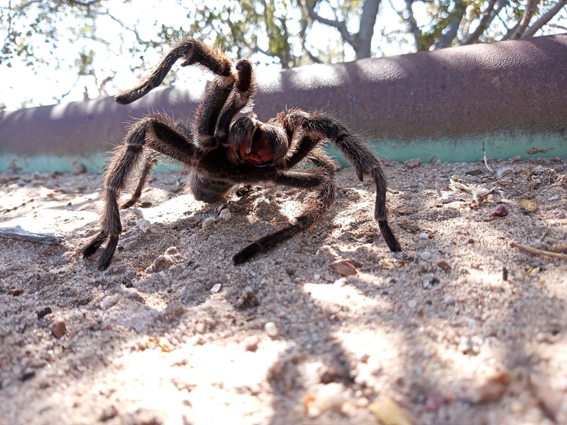 Grammostola doeringi, Argentina  Grammostola doeringi