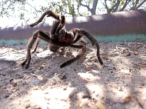Grammostola doeringi, Argentina  Grammostola doeringi