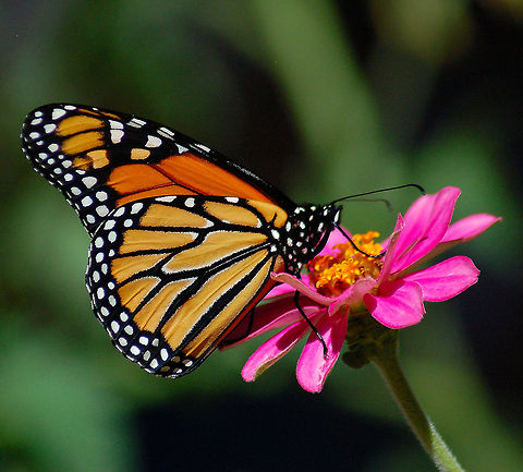 Monarch  Danaus plexippus,Monarch