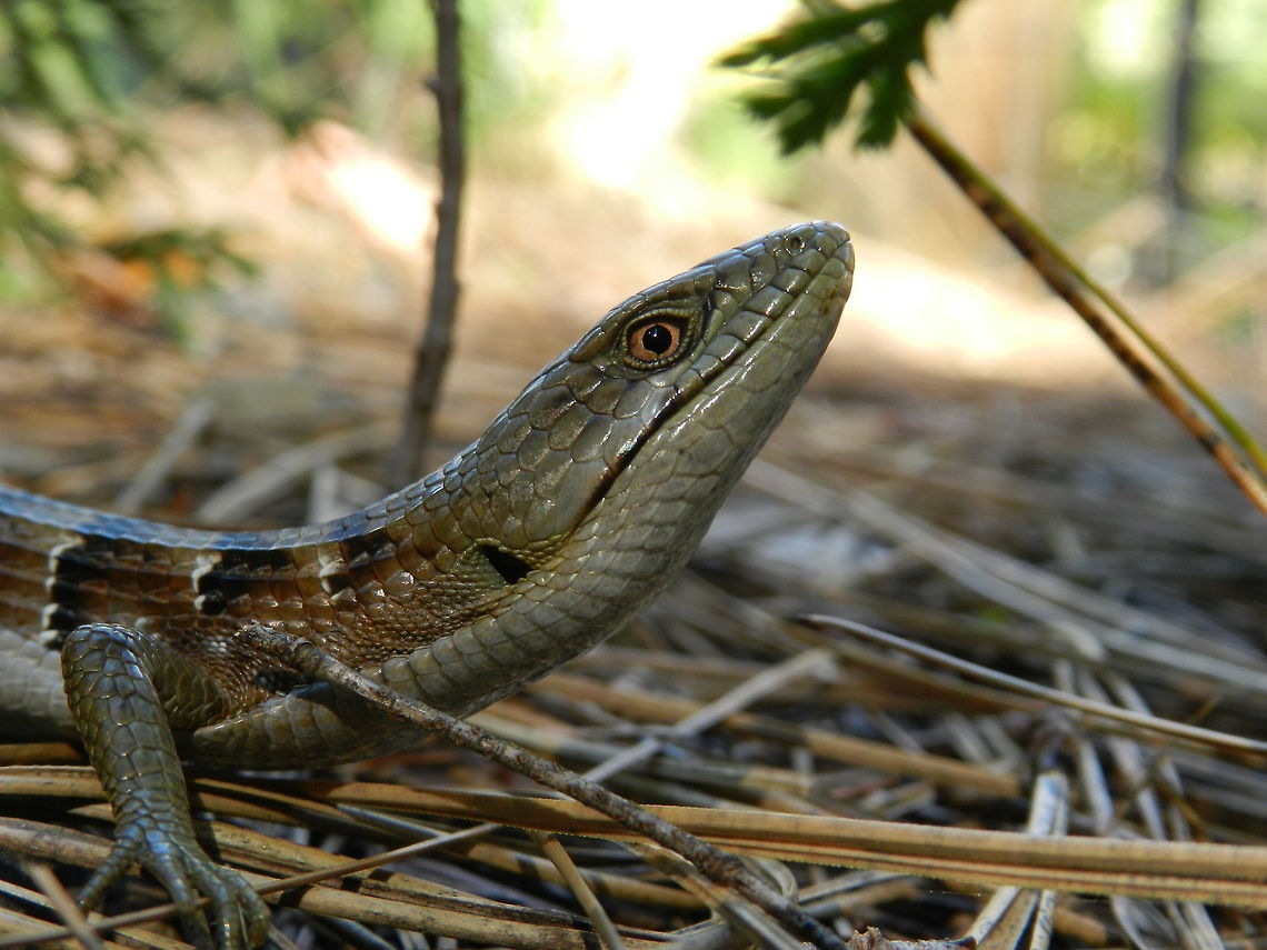 Lizard  Elgaria multicarinata,Southern Alligator Lizard