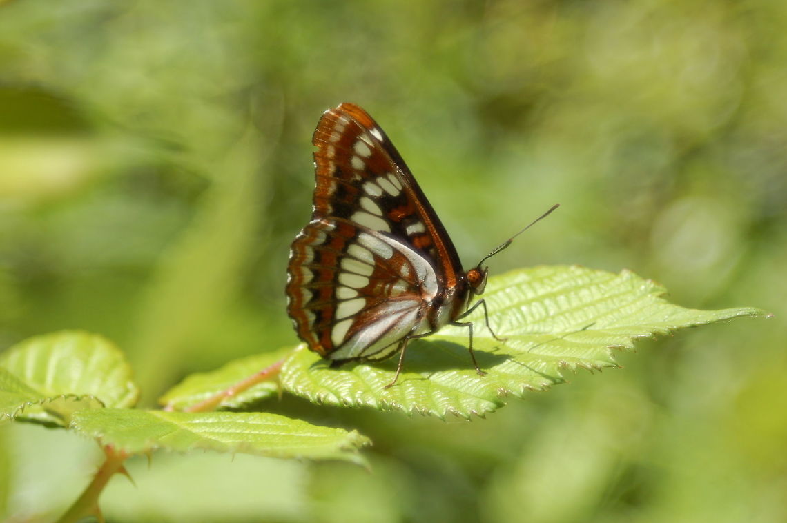 Lorquin's admiral Lorquin&#039;s admiral resting on blackberry leaf. Limenitis lorquini,Lorquins admiral