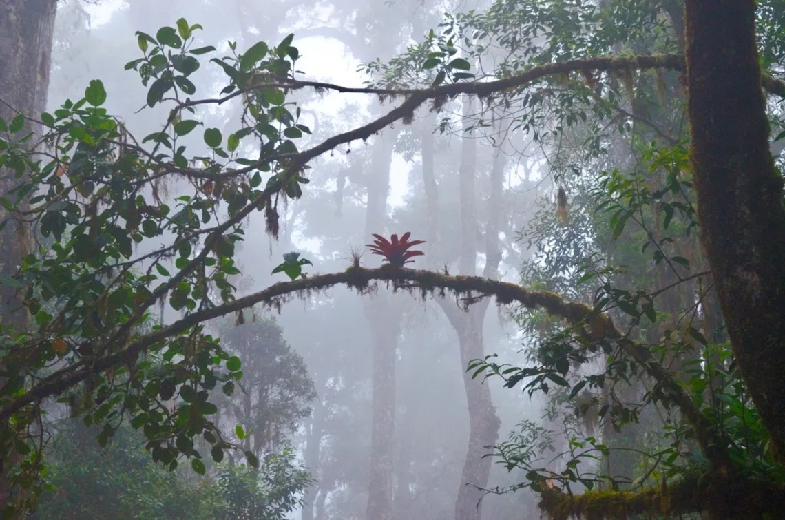 Cloudforest. Cerro Chirripo, Costa Rica.