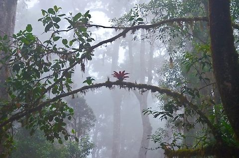 Cloudforest. Cerro Chirripo, Costa Rica.