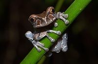 Spiny-headed Treefrog: Anotheca spinosa.  Anotheca spinosa,Spiny-headed tree frog,Triprion spinosus