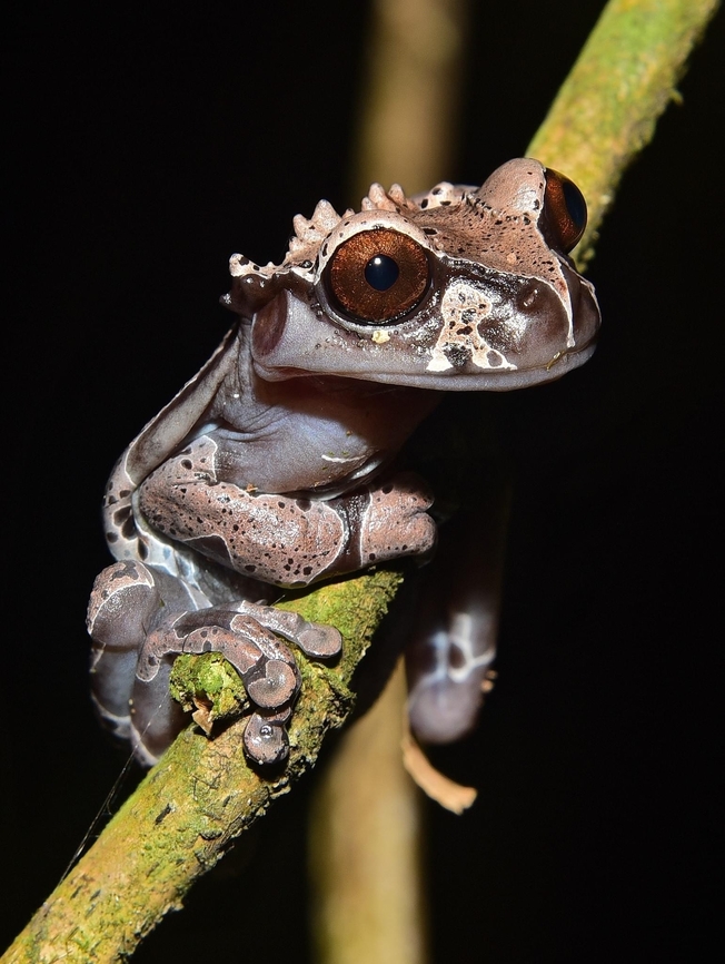 Spiny-headed Treefrog: Anotheca spinosa. Yatama, Costa Rica. Anotheca spinosa,Spiny-headed tree frog