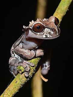 Spiny-headed Treefrog: Anotheca spinosa. Yatama, Costa Rica. Anotheca spinosa,Spiny-headed tree frog