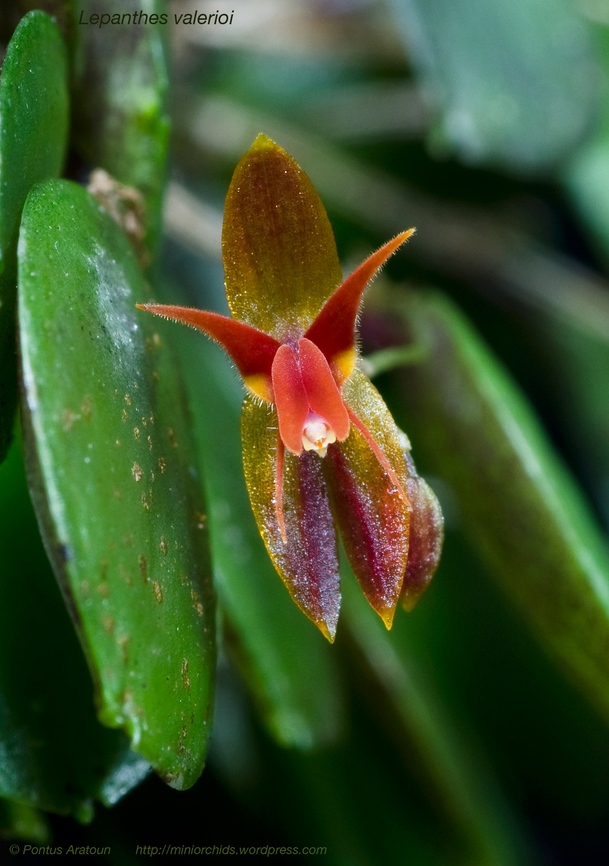 Lepanthes valerioi. A very rare mini orchid from Cerro Arbolado, Costa Rica. Lepanthes valerioi