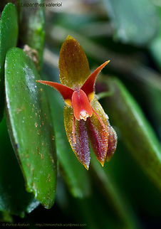 Lepanthes valerioi