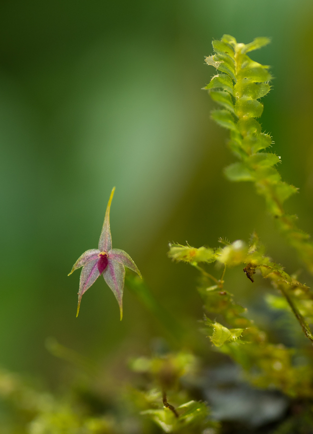 Platystele species. A tiny mini orchid. Tapanti, Costa Rica.