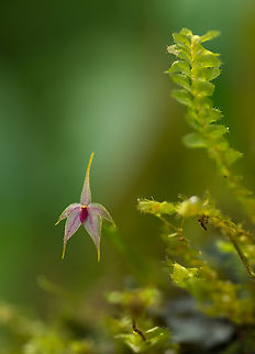 Platystele species. A tiny mini orchid. Tapanti, Costa Rica.