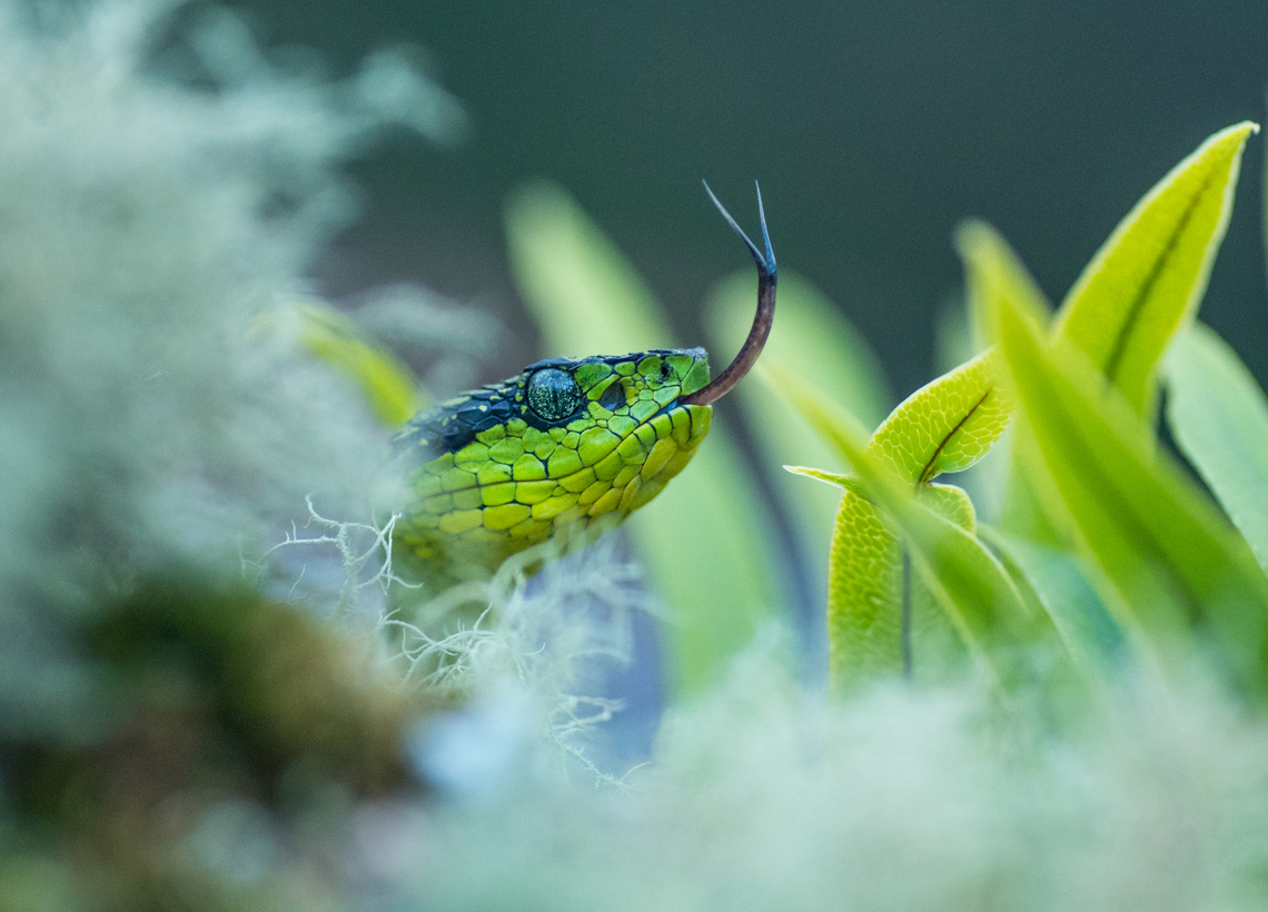 Bothriechis nigroviridis, Las Tablas, Costa Rica. Have found this species several times during my expeditions in Costa Rica. Black-speckled palm-pit viper,Bothriechis nigroviridis