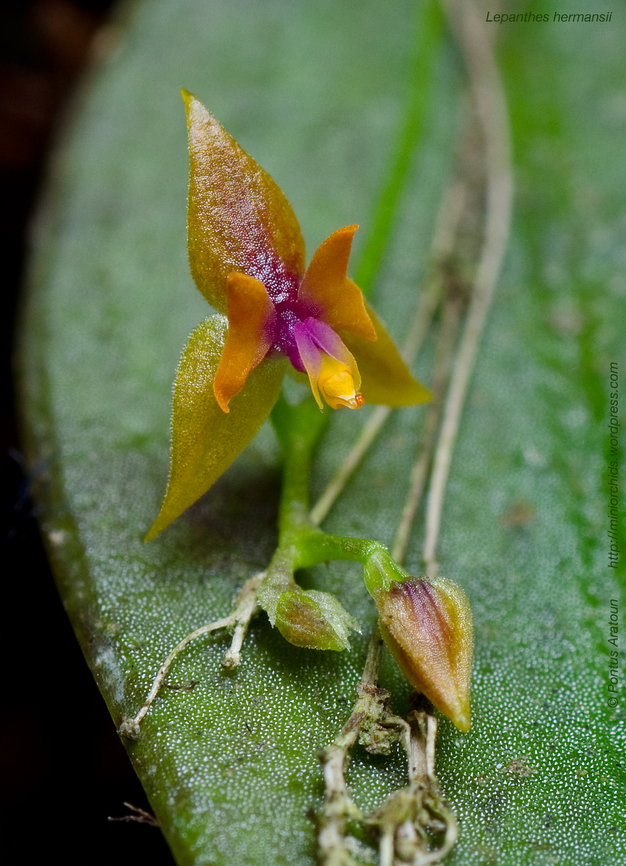 Lepanthes hermansii. Rare mini orchid from Cerro de la Muerte, Costa Rica.  Lepanthes hermansii