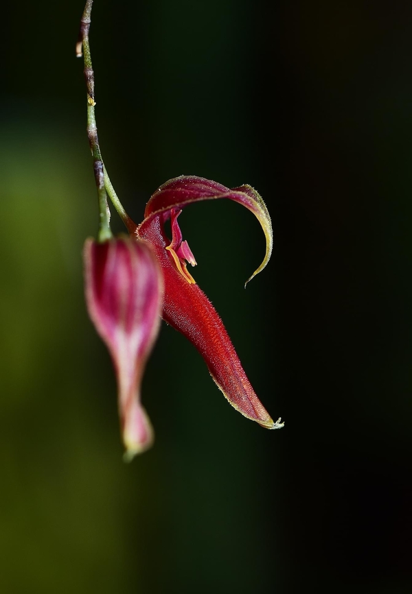 Lepanthes species, Costa Rica.