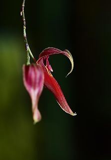 Lepanthes species, Costa Rica.