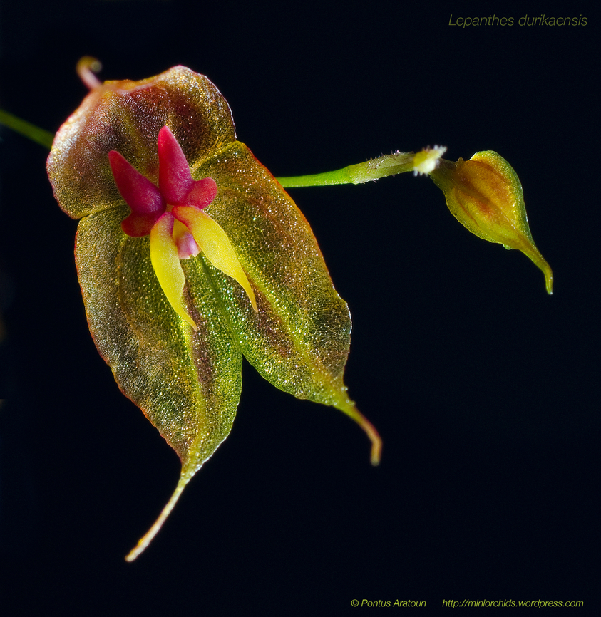 Lepanthes durikaensis One of the new orchid species me and my friend Daniel have found. Costa Rica, Cerro Arbolado. Costa Rica,Geotagged,Lepanthes durikaensis