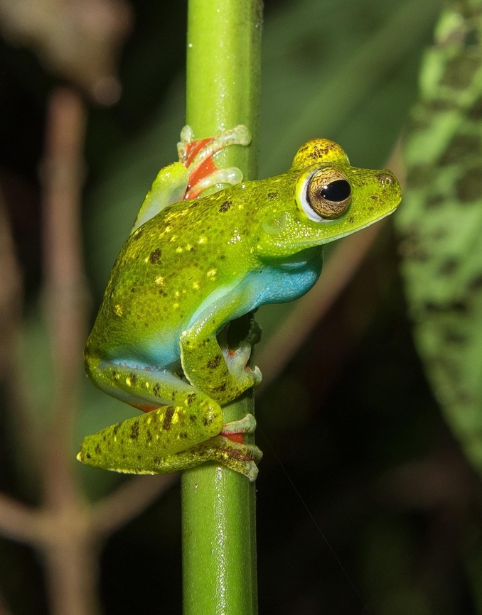 Leaf frog, Yatama, Costa Rica.  Agalychnis annae,Blue-sided leaf frog,Costa Rica,Geotagged