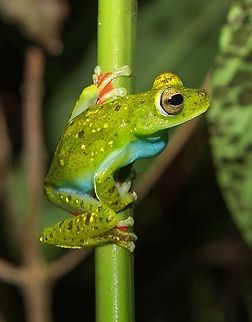 Leaf frog, Yatama, Costa Rica. Agalychnis annae,Blue-sided leaf frog,Costa Rica,Geotagged