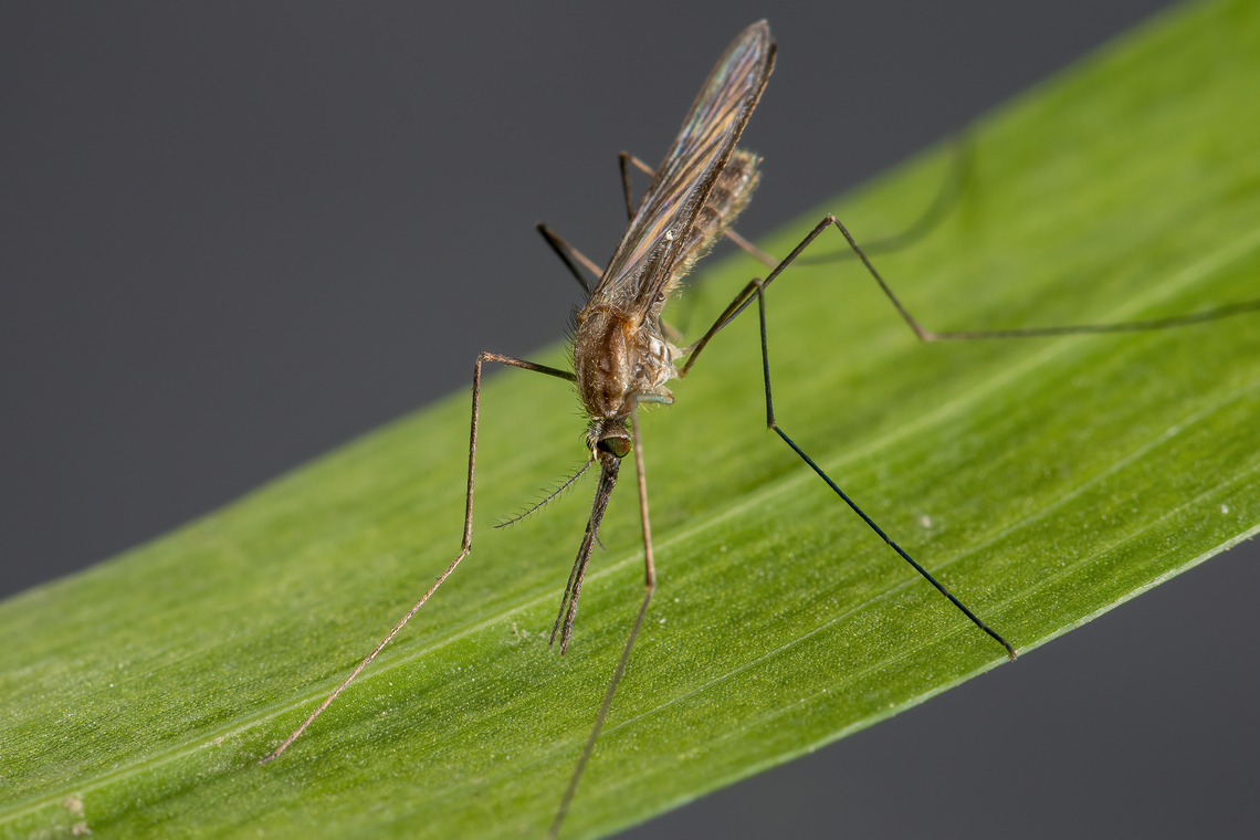 Anopheles claviger Anopheles claviger s.s., as well as its sibling species Anopheles petragnani, are members of the Claviger complex. These two species differ in their morphology (egg, larval and pupal), behaviour (larval and adult) and in their distribution. An. claviger s.s. occurs across most of Europe, up to the Middle East and North Africa, whereas An. petragnani is so far restricted to the western Mediterranean region. Although its epidemiological importance is not significant due to its small population, An. claviger was known in the twentieth century as a malaria vector in the eastern Mediterranean region. Anopheles claviger,Diptera,France,Geotagged,Mosquito,Winter