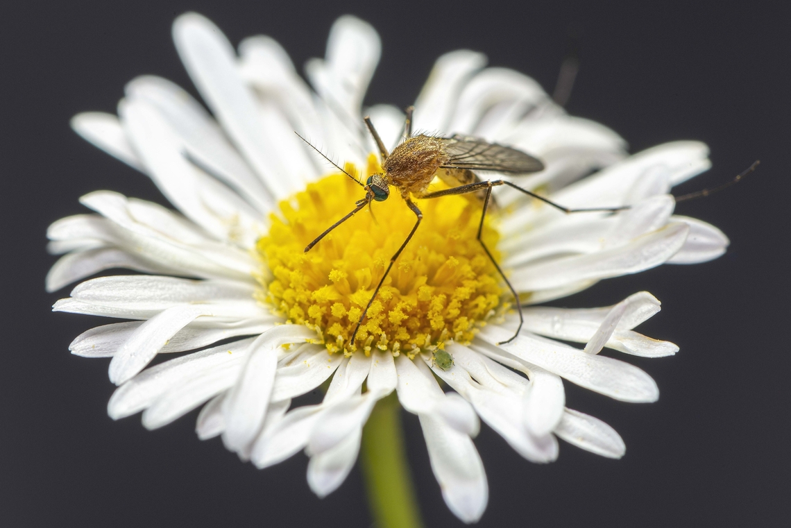 Culex pipiens female on a flower Culex pipiens s.s., as well as its tropical vicarient Culex quinquefasciatus, are members of the Culex pipiens complex. Cx pipiens s.s. is a synanthropic mosquito with a widespread distribution in temperate regions. This species occurs as two biological forms, Cx. pipiens pipiens and Cx. pipiens molestus, which exhibit important behavioural and physiological differences. The molestus form has a greater tendancy to feed upon humans and other mamals whereas the pipiens form prefers avian hosts. The adaptation of Cx. pipiens complex to human environments and hosts<br />
while predominantly feeding on birds increases zoonotic disease risk. Culex pipiens is the main vector for West Nile virus, and many other pathogens. Common House Mosquito,Culex pipiens,Diptera,France,Geotagged,Mosquito,Spring