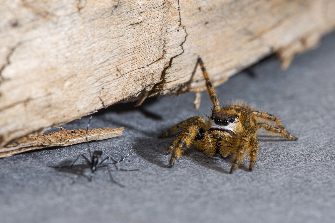 Phidippus otiosus hunting an asian tiger mosquito Aedes albopictus Phidippus otiosus is a species of jumping spider that is found in southeastern North America.<br />
Here we were testing predation over different species of mosquitoes. Aedes albopictus,Arachnida,France,Geotagged,Jumping Spider,Mosquito,Phidippus otiosus,Winter