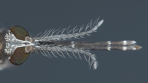 Anopheles gambiae female head Anopheles gambiae is the main malaria vector in Africa. Here is a close-up of the dorsal part of a female head showing sensory organs as antennae, palpi, proboscis, ... Anopheles,Anopheles gambiae,Diptera,France,Geotagged,Mosquito