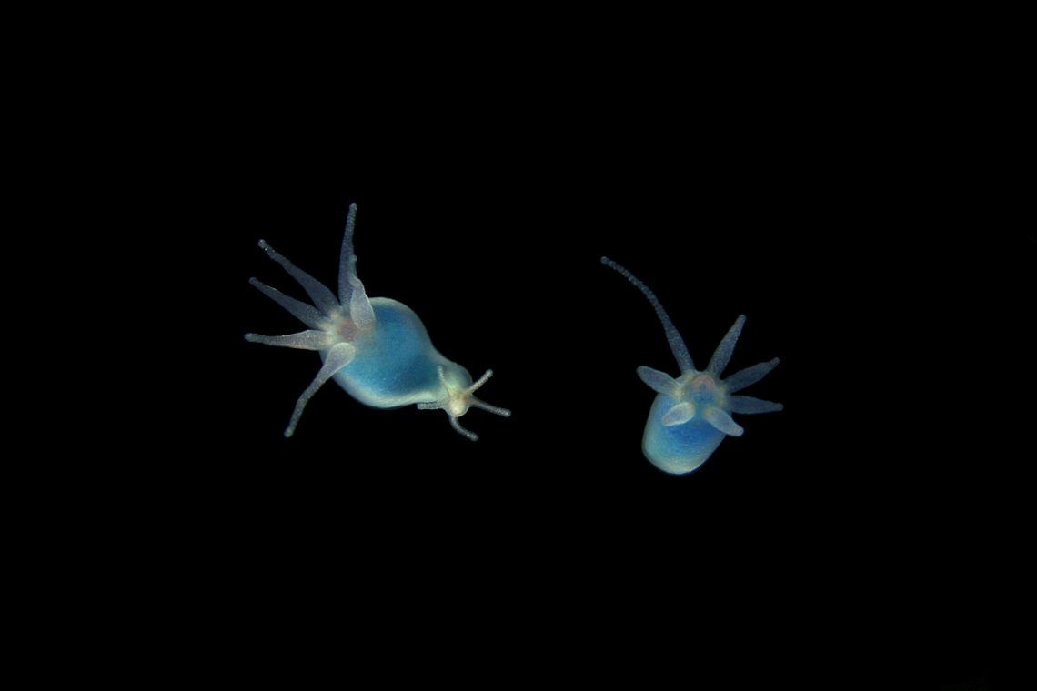 Hydra oligactis Hydra oligactis, also known as the brown hydra, is a species of hydra found widely dispersed in the northern temperate zone. It is a common organism found in still waters from early Spring to late Autumn. <br />
Here they are dyed in blue. They come from a colony reared in our lab for research purpose. Anthoathecata,France,Geotagged,Hydra,Hydra oligactis
