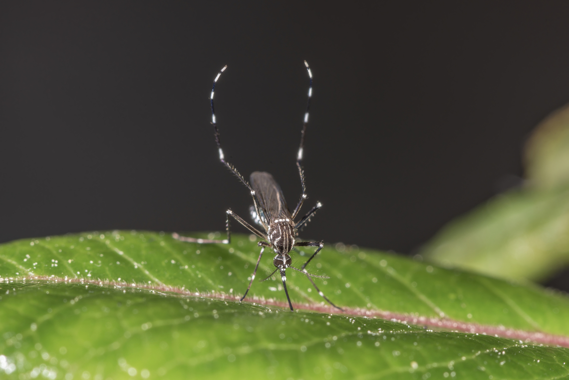 Aedes aegypti female Aedes aegypti, the yellow fever mosquito, is a mosquito that can spread dengue fever, chikungunya, Zika fever, Mayaro and yellow fever viruses, and other disease agents.<br />
Here is a female resting on a leaf. Aedes aegypti,Diptera,Fall,Gabon,Geotagged,Mosquito,Ochlerotatus aegypti,Yellow fever mosquito