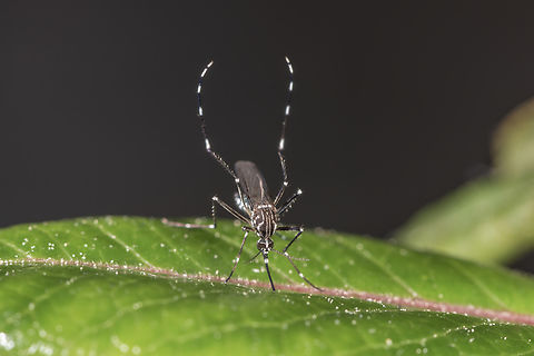Aedes aegypti female Aedes aegypti, the yellow fever mosquito, is a mosquito that can spread dengue fever, chikungunya, Zika fever, Mayaro and yellow fever viruses, and other disease agents.
Here is a female resting on a leaf. Aedes aegypti,Diptera,Fall,Gabon,Geotagged,Mosquito,Ochlerotatus aegypti,Yellow fever mosquito