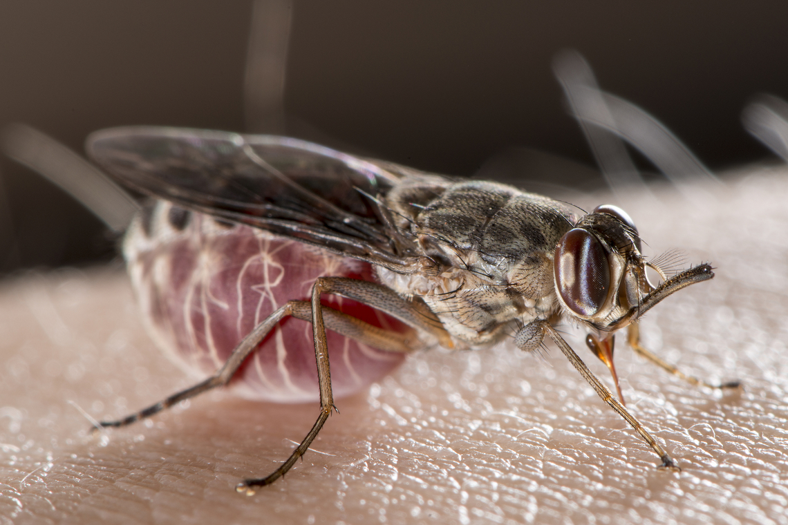 Glossina palpalis gambiense female blood feeding on human This is a species of Tsetse fly know as the vector of the disease of the human sleeping sickness. It lives in inter tropical Africa. Diptera,Fall,France,Geotagged,Glossina,Glossina palpalis gambiensis,tsetse fly