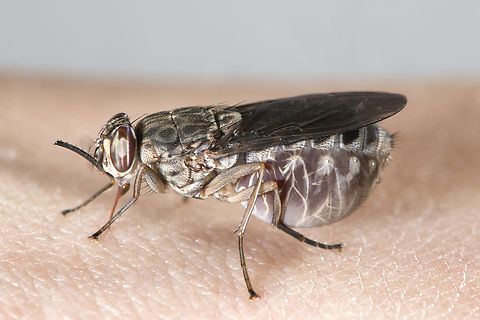 Glossina palpalis gambiense female blood feeding on human This is a species of Tsetse fly know as the vector of the disease of the human sleeping sickness. It lives in inter tropical Africa.  Diptera,Fall,France,Geotagged,Glossina,Glossina palpalis gambiensis,tsetse fly