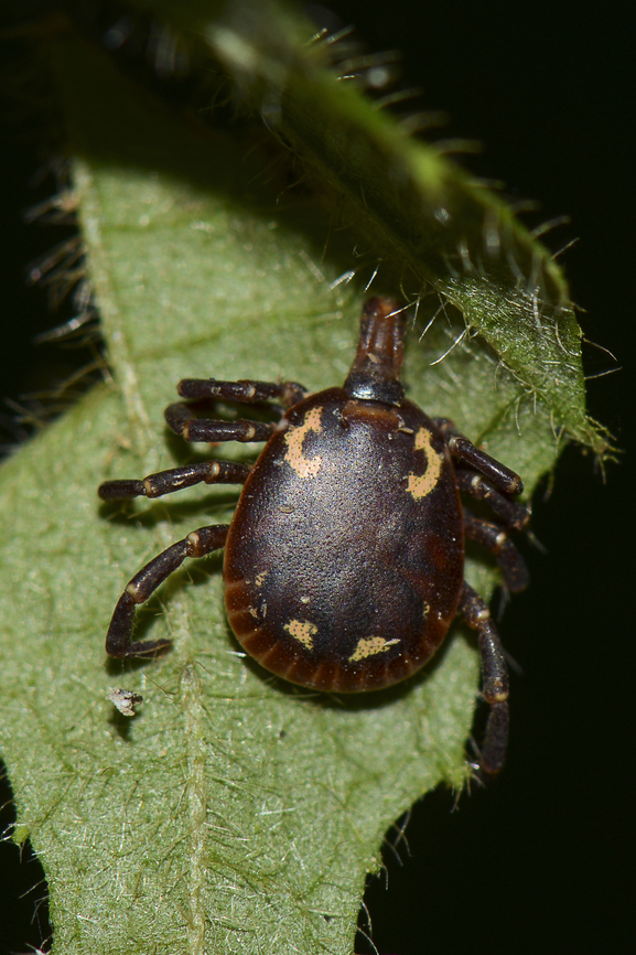 Amblyomma tholloni male waiting for an elephant to pass by Amblyomma tholloni, the african elephant tick, this picture was taken during the night when I did a walk in the forest in National Park of La Lop&eacute; in Gabon. <br />
It is called the elephant tick not because it is big but because adults are mainly found feeding on elephants ! Amblyomma,Amblyomma tholloni,Gabon,Geotagged,Ixodidae,Winter,tick