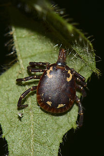 Amblyomma tholloni male waiting for an elephant to pass by Amblyomma tholloni, the african elephant tick, this picture was taken during the night when I did a walk in the forest in National Park of La Lop&eacute; in Gabon. 
It is called the elephant tick not because it is big but because adults are mainly found feeding on elephants ! Amblyomma,Amblyomma tholloni,Gabon,Geotagged,Ixodidae,Winter,tick