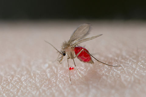 Phlebotomus perniciosus female This female is taking a blood meal. Phlebotomus genus is part of the Phlebotominae sub family also known as sandflies and they transmit diseases like leishmaniasis and arboviruses. Diptera,France,Geotagged,Phlebotomus,Phlebotomus perniciosus,Summer,sandfly