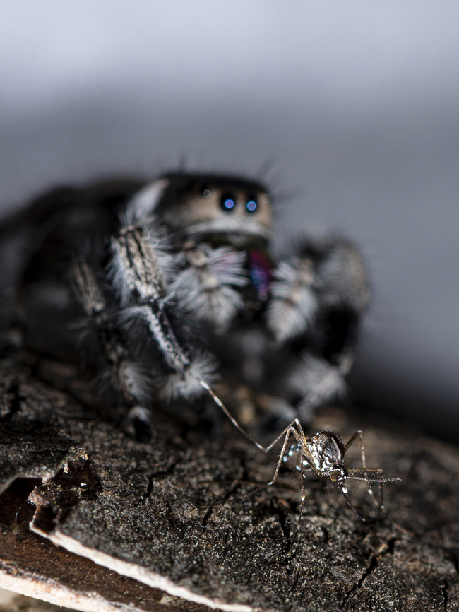 Phidippus regius hunting for a Asian Tiger mosquito Aedes albopictus Phidippus regius, known as the regal jumper is a species of jumping spider in eastern North America.  Arachnida,France,Geotagged,Jumping Spider,Phidippus regius,Regal Jumping Spider,Salticidae,Summer